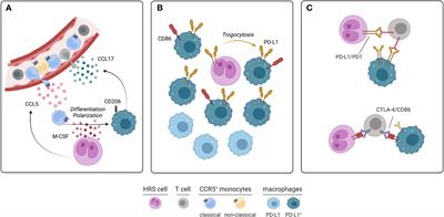 An updated portrait of monocyte-macrophages in classical Hodgkin lymphoma